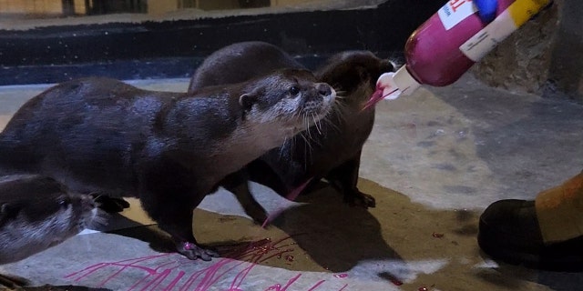 Otters at Living Shores Aquarium are painting Valentine's Day cards called 'ottergrams."