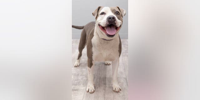 Pebbles is simply a seven-year-old canine successful Los Angeles, California, who is looking for her everlastingly home.