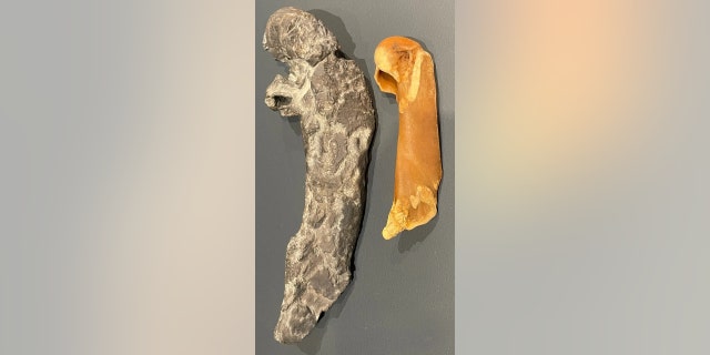 A cast of Kumimanu’s humerus, left, created from 3-D scans, alongside a humerus of an emperor penguin.
