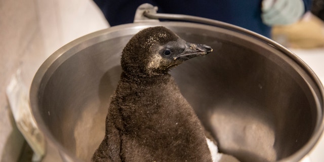 Arizona veterinarians examine one of the African penguin chicks recently hatched at the OdySea Aquarium in Scottsdale on Feb. 1, 2023.