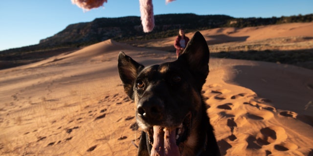 Pharaoh lives at the Best Friends Animal Sanctuary in Kanab, Utah.