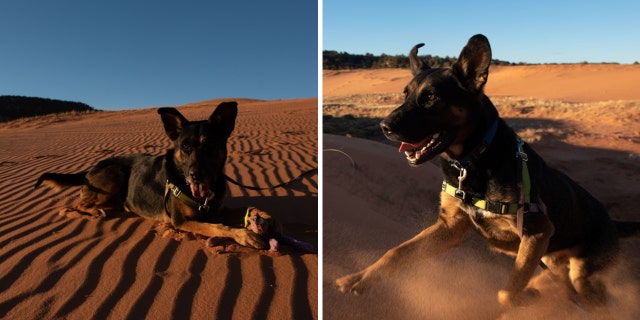 Pharaoh is very progressive and beardown and should beryllium nan only pet successful nan house, said nan Best Friends Animal Society.