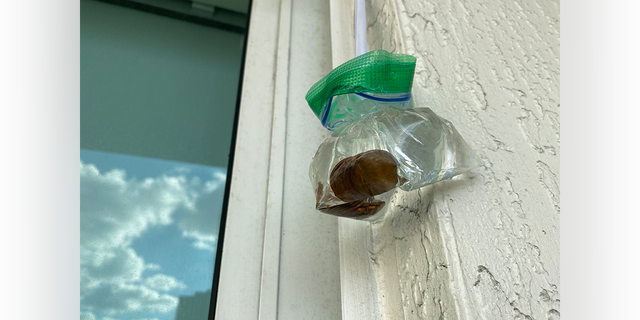 Some people claim a plastic bag filled with pennies and water can repel flies away from windows and doors. The effectiveness of this rumored trick is in question.