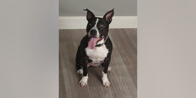 JCPenney Portraits by Lifetouch shows off an adoptable senior pit bull mix named Popcorn — who is ready for a new home and family.