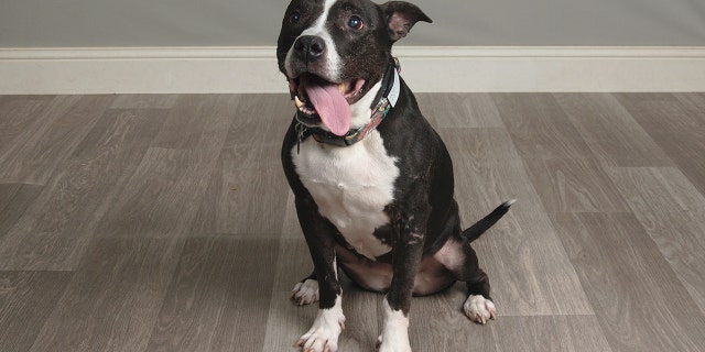Popcorn, a terrier-pit bull mix, is up for adoption at PAWS Atlanta. "If you’re up for an adventure, Popcorn is your girl!" the shelter said.