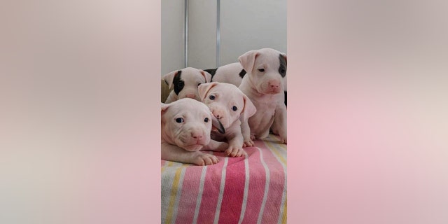 The nine puppies — some are shown here — are named after some of Taylor Swift's most popular songs. Some of the pups are still available for adoption.
