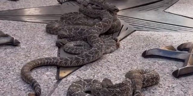 Rattlesnakes slithering across the open-air rotunda.