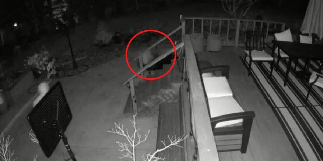 A home burglar in California is seen falling into a small pond just before breaking into the house.
