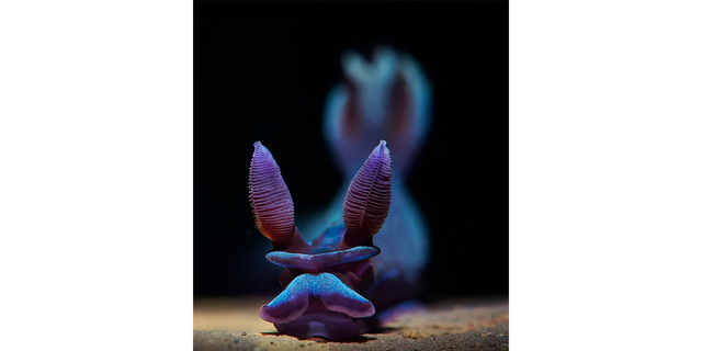 The "Ribbed" nudibranchs photo submission captured by Aleksei Permiakov shows a close-up view of a Tambja Morosa nudibranch in Bali, Indonesia.