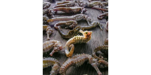 The "Sad Catch" underwater conservation photo submission captured by Lawrence Alex Wu shows a pile of accidentally fished seahorses.