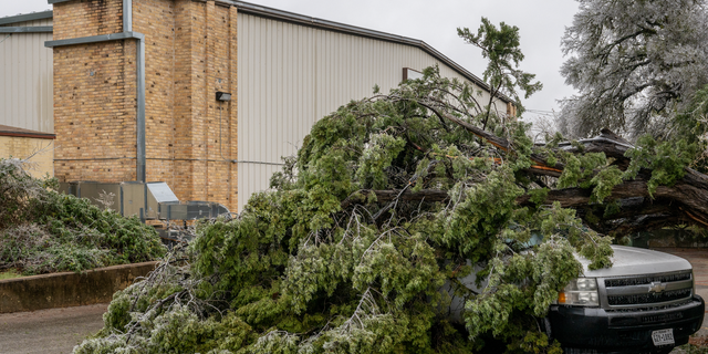 A tree is seen toppled over onto a vehicle on February 01, 2023 in Austin, Texas.