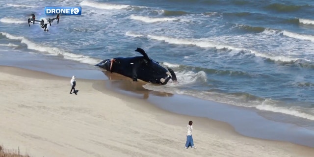 A dead endangered North Atlantic right whale is pictured beached on Monday in Virginia Beach, Virginia. The image was captured by WAVY-TV via drone flight.