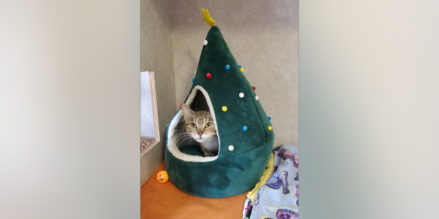 Magic particularly loves her Christmas tree bed, which will come with her when she's adopted, said Toni Moshinski of Heart of Minnesota Animal Shelter.