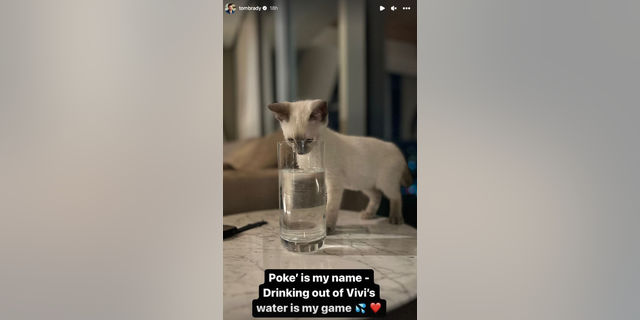 Tom Brady's daughter shared photos of the family's new kitten on her dad's Instagram.