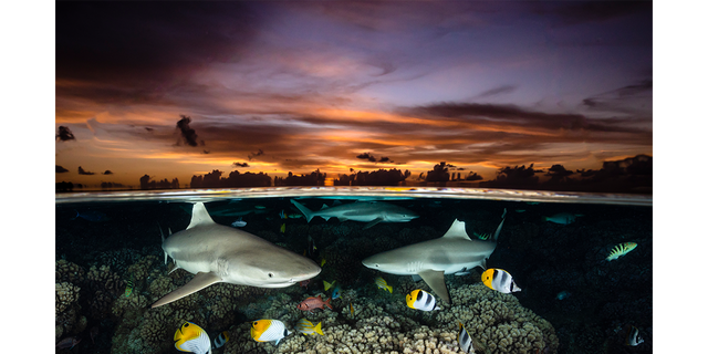 The "shark trio" wide angle photo submission captured by Renee Capozzola shows three sharks swimming close to a school of tangs near a coral reef in South Fakarava, French Polynesia.