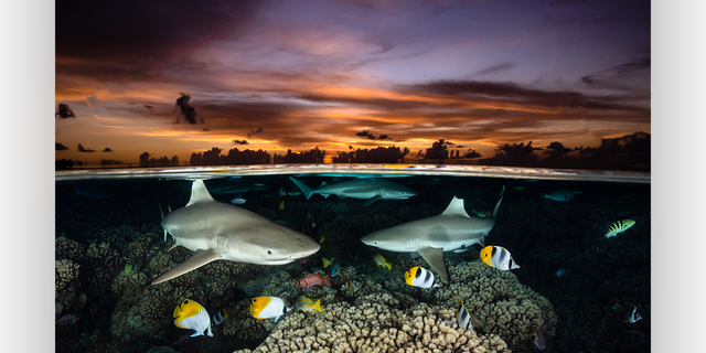 The "shark trio" wide angle photo submission captured by Renee Capozzola shows three sharks swimming close to a school of tangs near a coral reef in South Fakarava, French Polynesia.