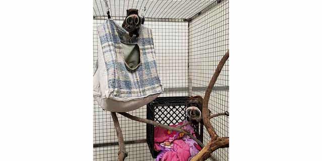 This photo provided by the Dallas Zoo shows Bella and Finn, the emperor monkeys at the zoo. 