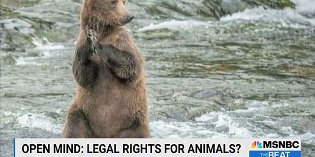 Philosopher Martha Nussbaum appeared on "The Beat with Ari Melber" to discuss legal rights for animals.