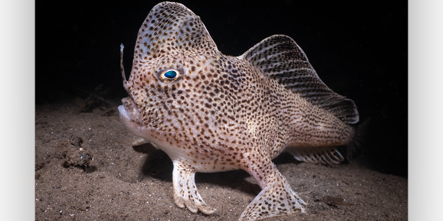 "The Rare Spotted Hand-Fish from Tasmania" Goldwater photo submission captured by Remy Nicholas shows the rare fish and its hand-like fins.