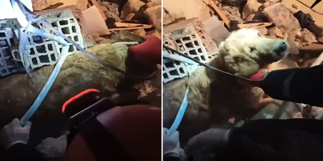 A dog was found alive Saturday night underneath rubble in the Hatay province of Turkey.