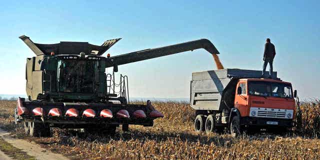 Corn is harvested at a farm in Vinnytsia, Ukraine. Small-farms across Ukraine are eligible to be funded through the United Nations' International Fund for Agricultural Development.