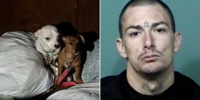 Florida officials say Dallas Singletary allegedly threw the puppies into a dumpster.