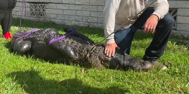 An alligator in Florida that's responsible for killing an elderly woman first attempted to attack her dog, according to a state agency.