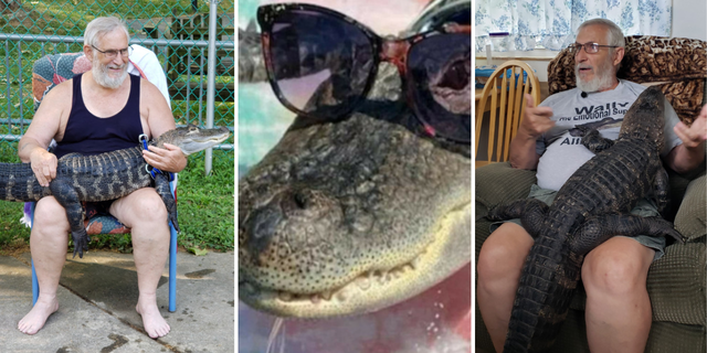 WallyGator, a 7-year-old affectional support alligator from Pennsylvania, has been helping his proprietor Joie Henney woody pinch his crab diagnosis.