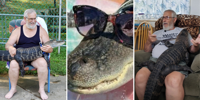 WallyGator, a 7-year-old affectional support alligator from Pennsylvania, has been helping his proprietor Joie Henney woody pinch his crab diagnosis.