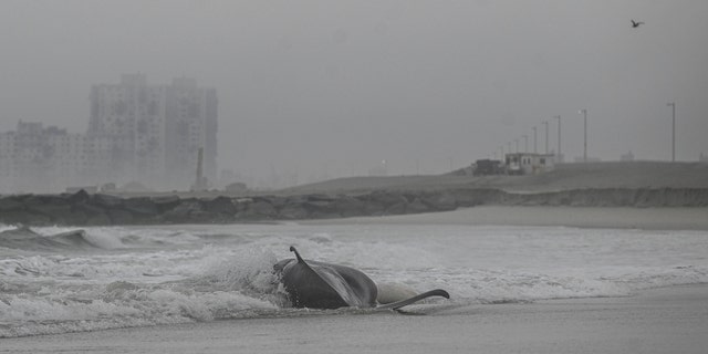 A dead whale is found on a New York beach in New York, United States on February 17, 2023. 