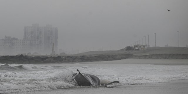 A dead whale is found on a New York beach in New York, United States on February 17, 2023. 