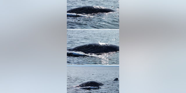 The dead humpback whale was reported by the U.S. Coast Guard