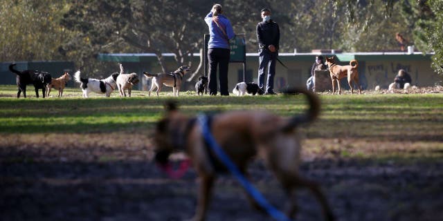 Dogs and people wander through the Stern Grove off-leash dog park
