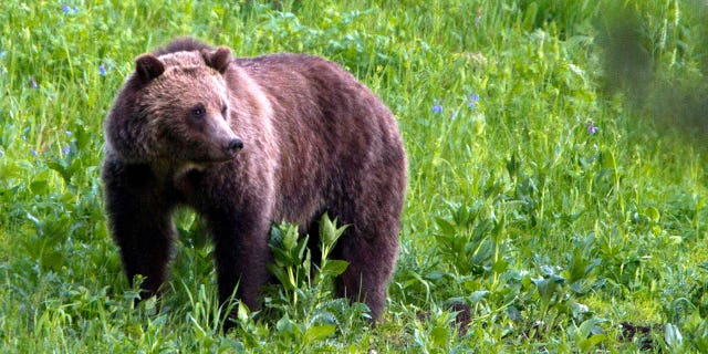 A grizzly bear roams near Beaver Lake in Yellowstone National Park, Wyoming, on July 6, 2011.