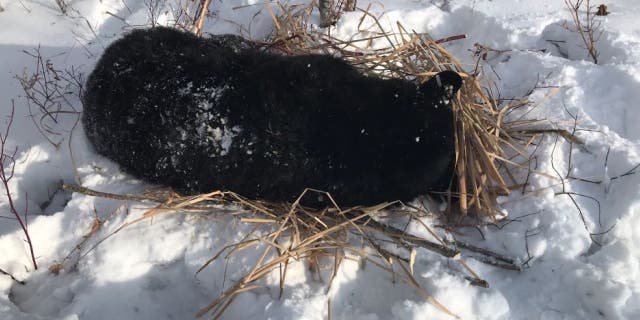 The rescued bear is believed to be 6 years old.