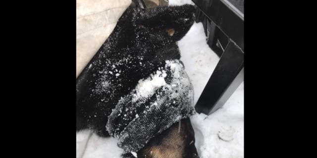 Officials say the bear is 375-400 pounds and is being relocated to another den.