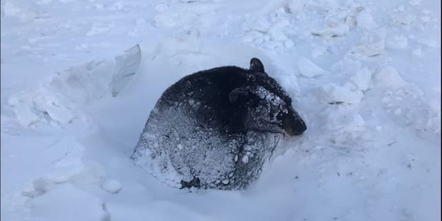 Officials in Minnesota say a bear stuck in an icy culvert after hibernating for the winter was rescued.