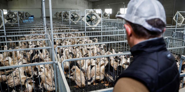A farmer looks at ducks at a poultry farm in Castelnau-Tursan, France, on Jan. 24, 2023.