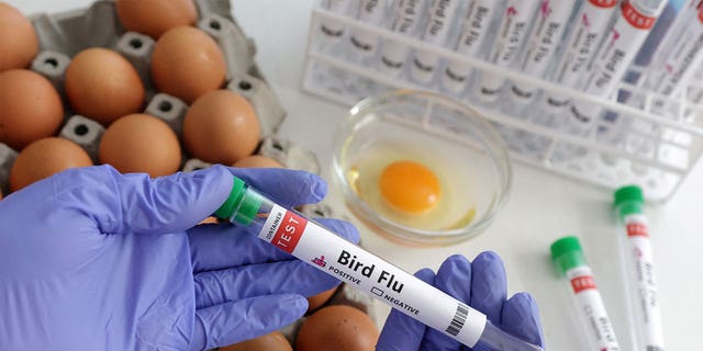 A person holds a test tube labeled "Bird Flu" next to eggs, on Jan. 14, 2023. The first human case of the bird flu has been detected in Chile.