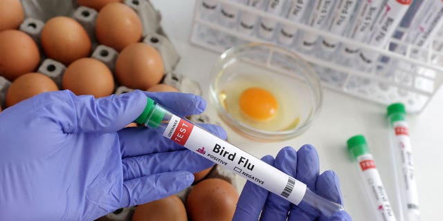 A person holds a test tube labeled "Bird Flu" next to eggs, on Jan. 14, 2023. The first human case of the bird flu has been detected in Chile.