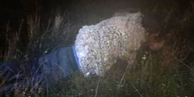 José Luis Callisaya Diaz attempted to escape a Bolivian prison in a sheep outfit