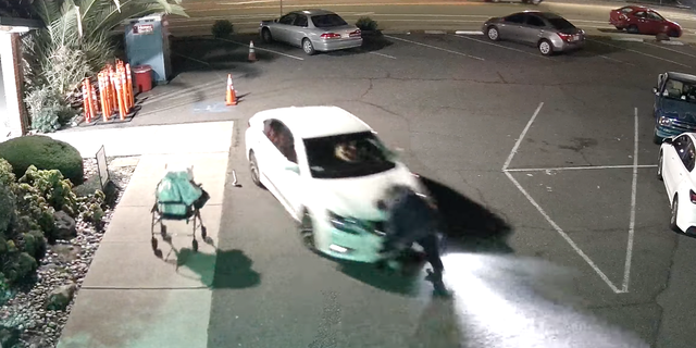 Elderly woman on hood of suspect's car after being hit.
