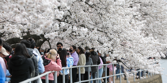 Cherry trees are in full bloom as visitors enjoy the view at Tidal Basin on March 26, 2022 in Washington, D.c.