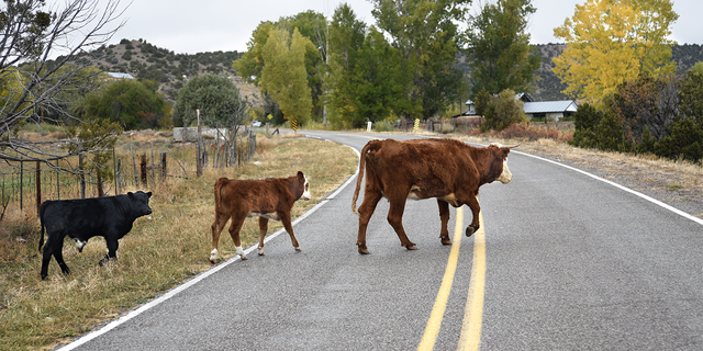 FILE PHOTO: A cow and two calves cross the road in New Mexico.