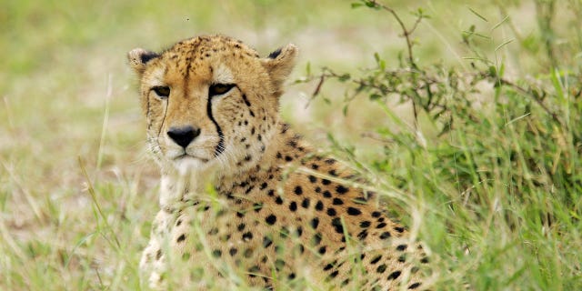 A dozen cheetahs will be reintroduced to India from South Africa. Pictured: A cheetah lifts its head from a nap on March 21, 2009, in Kruger National Park in South Africa.
