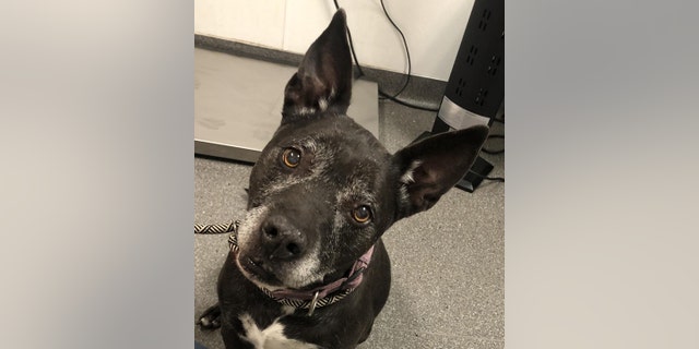 Chrissy is an eight-year-old American pit bull terrier mix. She was recently rescued in Salt Lake City — and now needs a new home.