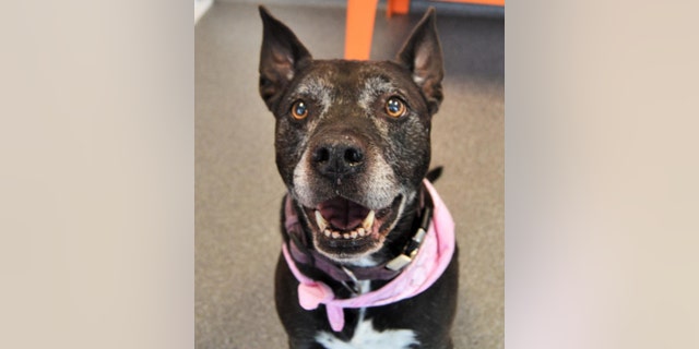 Chrissy needs to be the only pet in the house — and should not be around younger children, said the shelter.