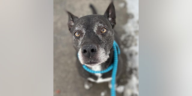 Despite a recent cancer diagnosis, Chrissy is "the best snuggle bug around" and has an excellent prognosis, said Best Friends.