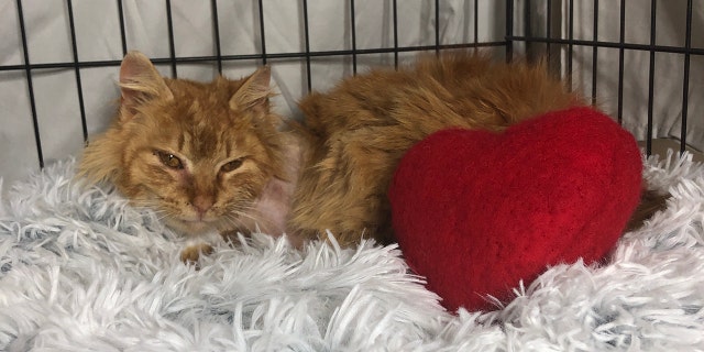 Cupid the cat is recovering with the help of Heather Heilman after his traumatic injury.