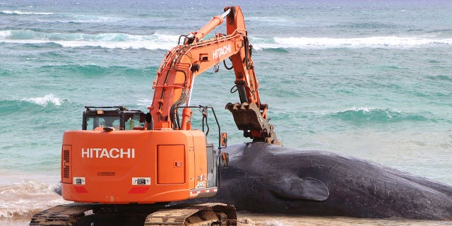 An excavator makes numerous attempts to free a whale from the shoreline and move it onto Lydgate Beach in Kauai County, Hawaii, on Jan. 28, 2023.
